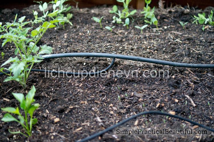 Install a Water-Saving Drip Irrigation System: A Step-by-Step Guide